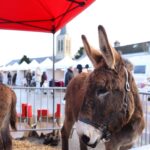 Marché de Noël sur la place du Vieux-Colombier
